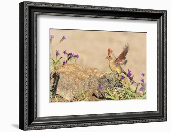 USA, Arizona, Amado. Female Cardinal with Wings Spread-Wendy Kaveney-Framed Photographic Print