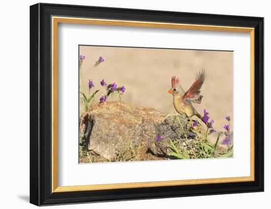 USA, Arizona, Amado. Female Cardinal with Wings Spread-Wendy Kaveney-Framed Photographic Print