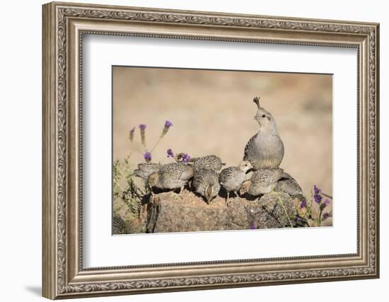 USA, Arizona, Amado. Female Gambel's Quail with Chicks-Wendy Kaveney-Framed Photographic Print