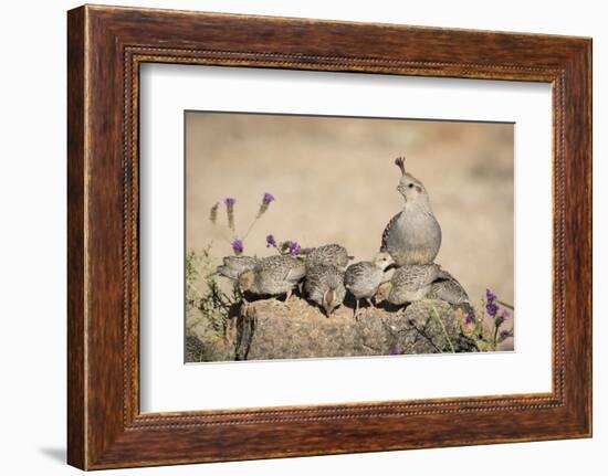 USA, Arizona, Amado. Female Gambel's Quail with Chicks-Wendy Kaveney-Framed Photographic Print