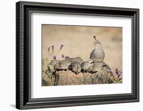 USA, Arizona, Amado. Female Gambel's Quail with Chicks-Wendy Kaveney-Framed Photographic Print