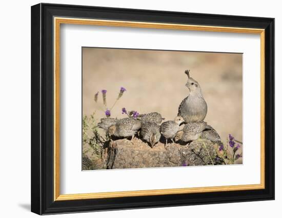 USA, Arizona, Amado. Female Gambel's Quail with Chicks-Wendy Kaveney-Framed Photographic Print