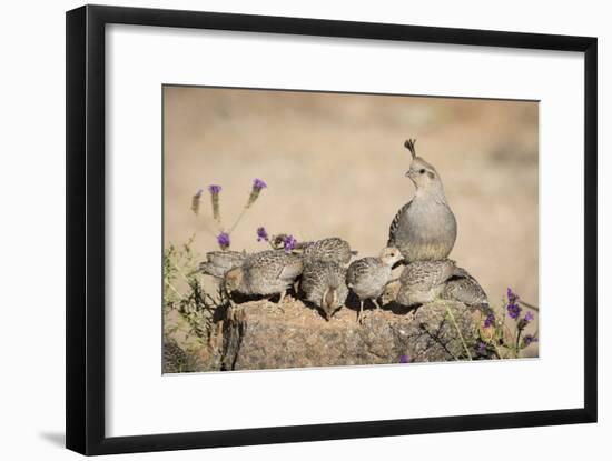 USA, Arizona, Amado. Female Gambel's Quail with Chicks-Wendy Kaveney-Framed Photographic Print