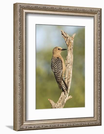 USA, Arizona, Amado. Female Gila Woodpecker on Dead Tree Trunk-Wendy Kaveney-Framed Photographic Print