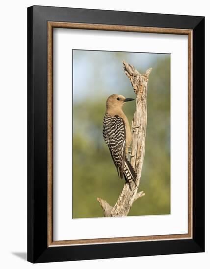 USA, Arizona, Amado. Female Gila Woodpecker on Dead Tree Trunk-Wendy Kaveney-Framed Photographic Print