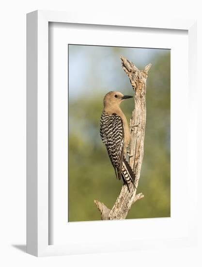 USA, Arizona, Amado. Female Gila Woodpecker on Dead Tree Trunk-Wendy Kaveney-Framed Photographic Print