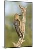 USA, Arizona, Amado. Female Gila Woodpecker on Dead Tree Trunk-Wendy Kaveney-Mounted Photographic Print