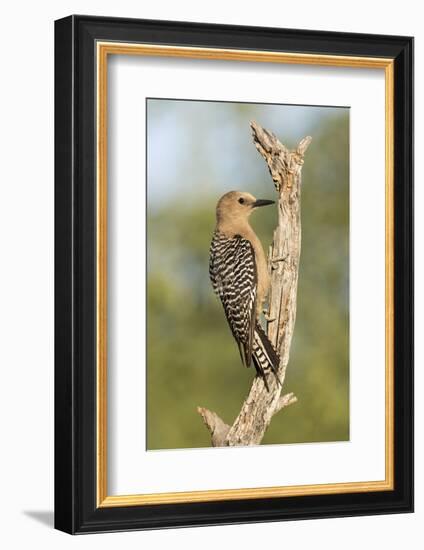 USA, Arizona, Amado. Female Gila Woodpecker on Dead Tree Trunk-Wendy Kaveney-Framed Photographic Print