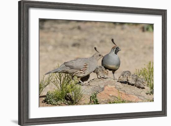 USA, Arizona, Amado. Male and Female Gambel's Quail with Chicks-Wendy Kaveney-Framed Photographic Print