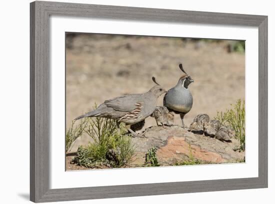 USA, Arizona, Amado. Male and Female Gambel's Quail with Chicks-Wendy Kaveney-Framed Photographic Print