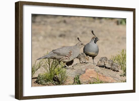 USA, Arizona, Amado. Male and Female Gambel's Quail with Chicks-Wendy Kaveney-Framed Photographic Print