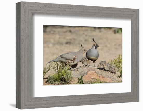USA, Arizona, Amado. Male and Female Gambel's Quail with Chicks-Wendy Kaveney-Framed Photographic Print