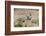 USA, Arizona, Amado. Male and Female Gambel's Quail with Chicks-Wendy Kaveney-Framed Photographic Print