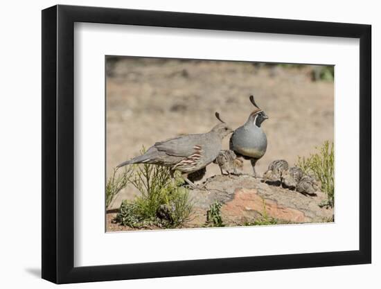 USA, Arizona, Amado. Male and Female Gambel's Quail with Chicks-Wendy Kaveney-Framed Photographic Print