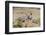 USA, Arizona, Amado. Male and Female Gambel's Quail with Chicks-Wendy Kaveney-Framed Photographic Print