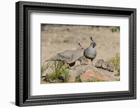 USA, Arizona, Amado. Male and Female Gambel's Quail with Chicks-Wendy Kaveney-Framed Photographic Print