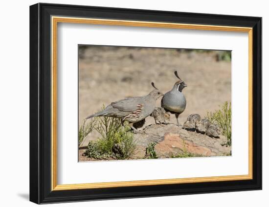 USA, Arizona, Amado. Male and Female Gambel's Quail with Chicks-Wendy Kaveney-Framed Photographic Print