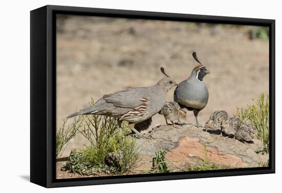 USA, Arizona, Amado. Male and Female Gambel's Quail with Chicks-Wendy Kaveney-Framed Premier Image Canvas