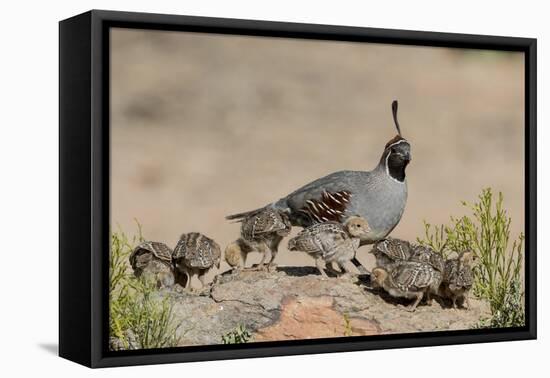 USA, Arizona, Amado. Male Gambel's Quail and Chicks on a Rock-Wendy Kaveney-Framed Premier Image Canvas