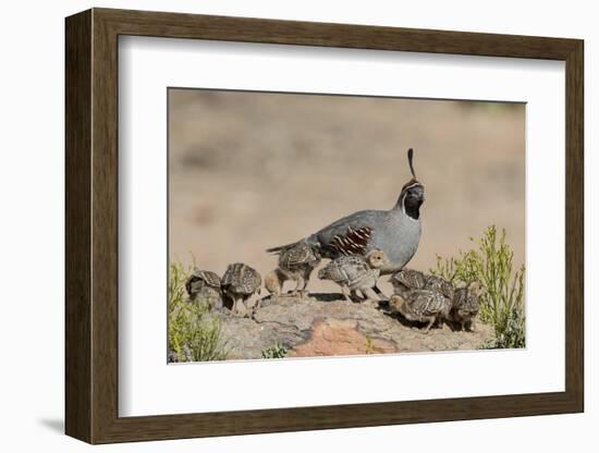 USA, Arizona, Amado. Male Gambel's Quail and Chicks on a Rock-Wendy Kaveney-Framed Photographic Print