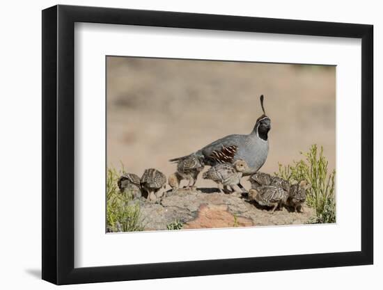 USA, Arizona, Amado. Male Gambel's Quail and Chicks on a Rock-Wendy Kaveney-Framed Photographic Print