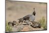 USA, Arizona, Amado. Male Gambel's Quail and Chicks on a Rock-Wendy Kaveney-Mounted Photographic Print