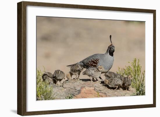 USA, Arizona, Amado. Male Gambel's Quail and Chicks on a Rock-Wendy Kaveney-Framed Photographic Print