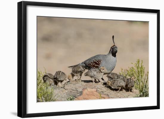 USA, Arizona, Amado. Male Gambel's Quail and Chicks on a Rock-Wendy Kaveney-Framed Photographic Print