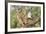 USA, Arizona, Amado. Male Gambel's Quail on Cholla Cactus Skeleton-Wendy Kaveney-Framed Photographic Print