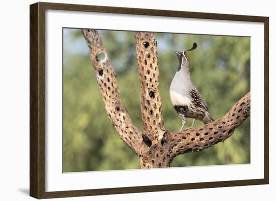 USA, Arizona, Amado. Male Gambel's Quail on Cholla Cactus Skeleton-Wendy Kaveney-Framed Photographic Print