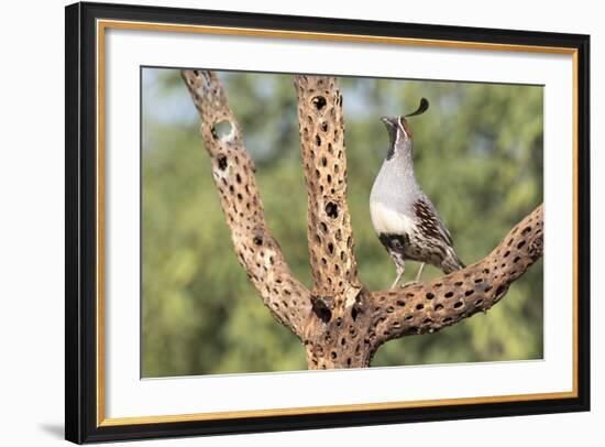 USA, Arizona, Amado. Male Gambel's Quail on Cholla Cactus Skeleton-Wendy Kaveney-Framed Photographic Print