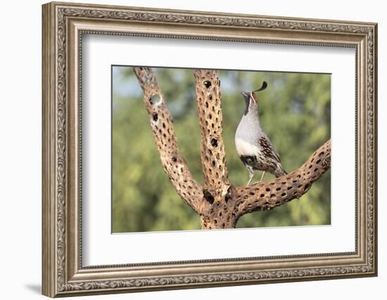 USA, Arizona, Amado. Male Gambel's Quail on Cholla Cactus Skeleton-Wendy Kaveney-Framed Photographic Print