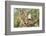 USA, Arizona, Amado. Male Gambel's Quail on Cholla Cactus Skeleton-Wendy Kaveney-Framed Photographic Print