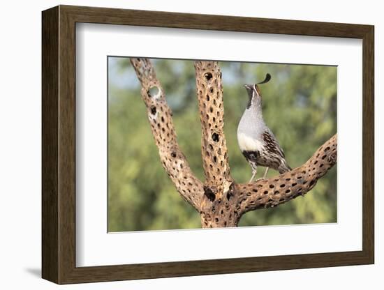 USA, Arizona, Amado. Male Gambel's Quail on Cholla Cactus Skeleton-Wendy Kaveney-Framed Photographic Print