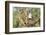 USA, Arizona, Amado. Male Gambel's Quail on Cholla Cactus Skeleton-Wendy Kaveney-Framed Photographic Print