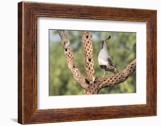 USA, Arizona, Amado. Male Gambel's Quail on Cholla Cactus Skeleton-Wendy Kaveney-Framed Photographic Print