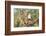 USA, Arizona, Amado. Male Gambel's Quail on Cholla Cactus Skeleton-Wendy Kaveney-Framed Photographic Print