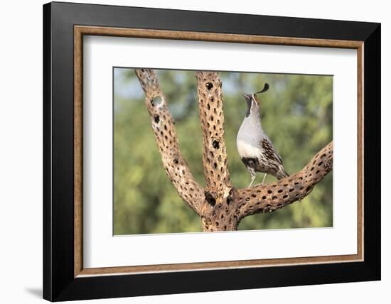 USA, Arizona, Amado. Male Gambel's Quail on Cholla Cactus Skeleton-Wendy Kaveney-Framed Photographic Print