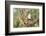 USA, Arizona, Amado. Male Gambel's Quail on Cholla Cactus Skeleton-Wendy Kaveney-Framed Photographic Print