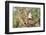 USA, Arizona, Amado. Male Gambel's Quail on Cholla Cactus Skeleton-Wendy Kaveney-Framed Photographic Print