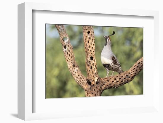 USA, Arizona, Amado. Male Gambel's Quail on Cholla Cactus Skeleton-Wendy Kaveney-Framed Photographic Print