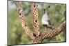 USA, Arizona, Amado. Male Gambel's Quail on Cholla Cactus Skeleton-Wendy Kaveney-Mounted Photographic Print