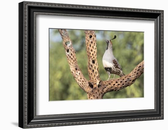 USA, Arizona, Amado. Male Gambel's Quail on Cholla Cactus Skeleton-Wendy Kaveney-Framed Photographic Print