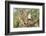 USA, Arizona, Amado. Male Gambel's Quail on Cholla Cactus Skeleton-Wendy Kaveney-Framed Photographic Print