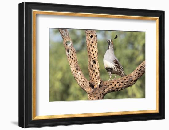 USA, Arizona, Amado. Male Gambel's Quail on Cholla Cactus Skeleton-Wendy Kaveney-Framed Photographic Print