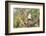 USA, Arizona, Amado. Male Gambel's Quail on Cholla Cactus Skeleton-Wendy Kaveney-Framed Photographic Print