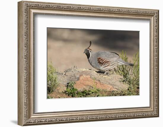 USA, Arizona, Amado. Male Gambel's Quail Perched on a Rock-Wendy Kaveney-Framed Photographic Print