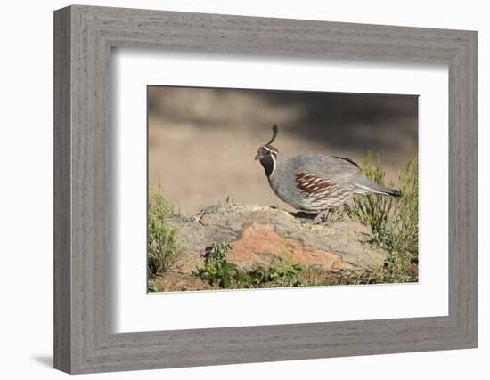 USA, Arizona, Amado. Male Gambel's Quail Perched on a Rock-Wendy Kaveney-Framed Photographic Print