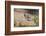 USA, Arizona, Amado. Male Gambel's Quail Perched on a Rock-Wendy Kaveney-Framed Photographic Print