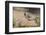 USA, Arizona, Amado. Male Gambel's Quail Perched on a Rock-Wendy Kaveney-Framed Photographic Print